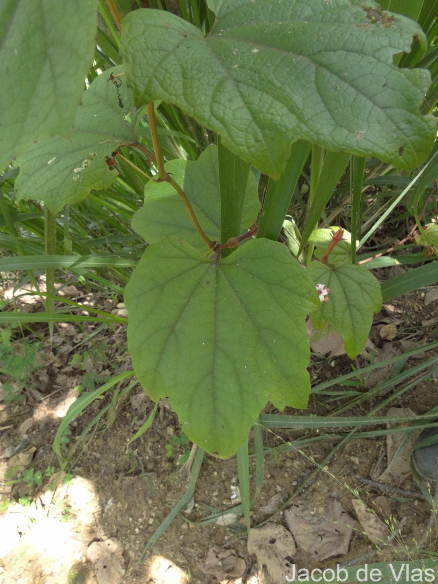 Trichosanthes bracteata (Lam.) Voigt